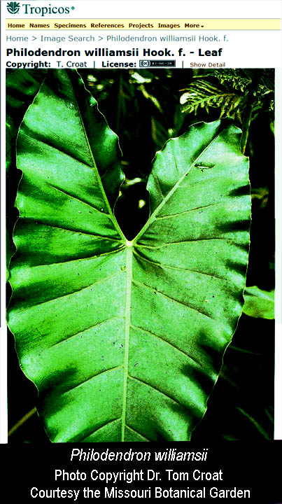 Philodendron williamsii, Photo Copyright Dr. Thomas B Croat, Courtesty of the Missouri Botanical Garden, St. Louis